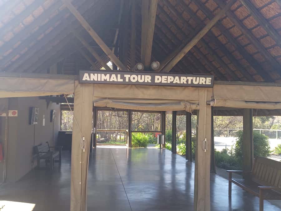Lion park - Key things to know before you go