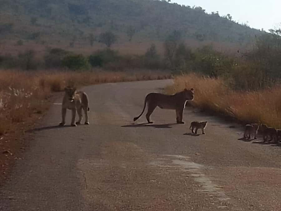 Lion park - What the enclosure drive is really like