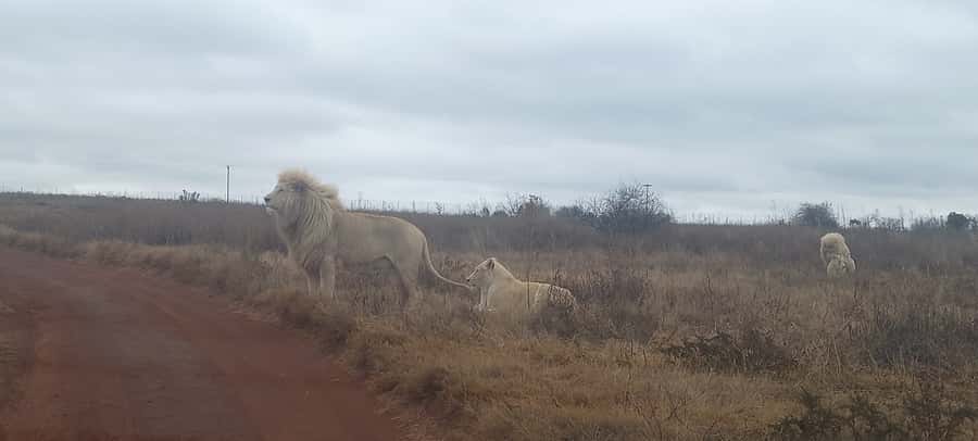 Lion park - Who this safari fits best (and who should skip it)