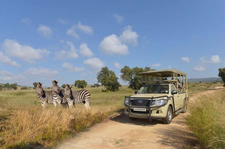 Lion Park Tour in Open Safari Vehicle - Key things to know before you go