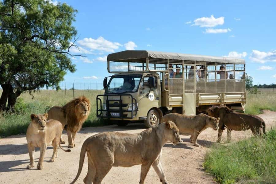 Lion Park Tour in Open Safari Vehicle - Lion Park tour in an open safari vehicle, what you are really buying