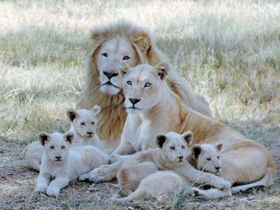 Lion Park Tour in Open Safari Vehicle - Your guided game drive: what happens once you’re in the park