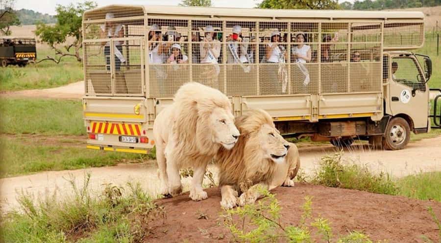 Lion Park Tour in Open Safari Vehicle - Price and value: why $118 can make sense here