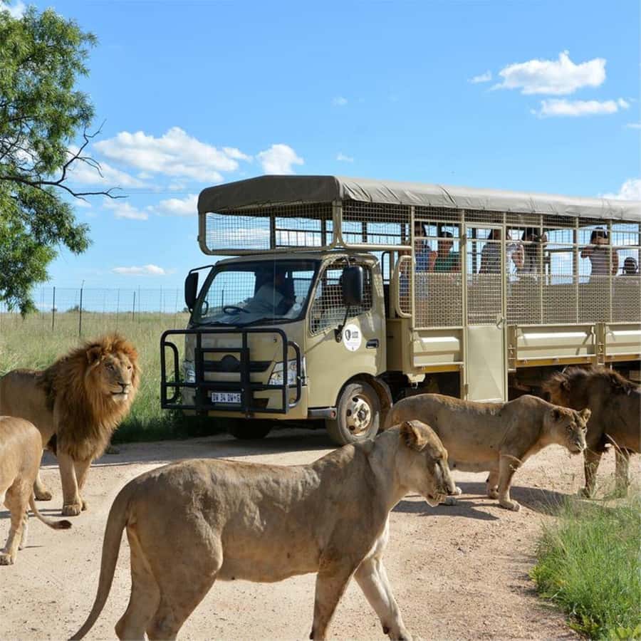 Lion Park Tour in Open Safari Vehicle - What to bring, what to watch for, and how to get better sightings