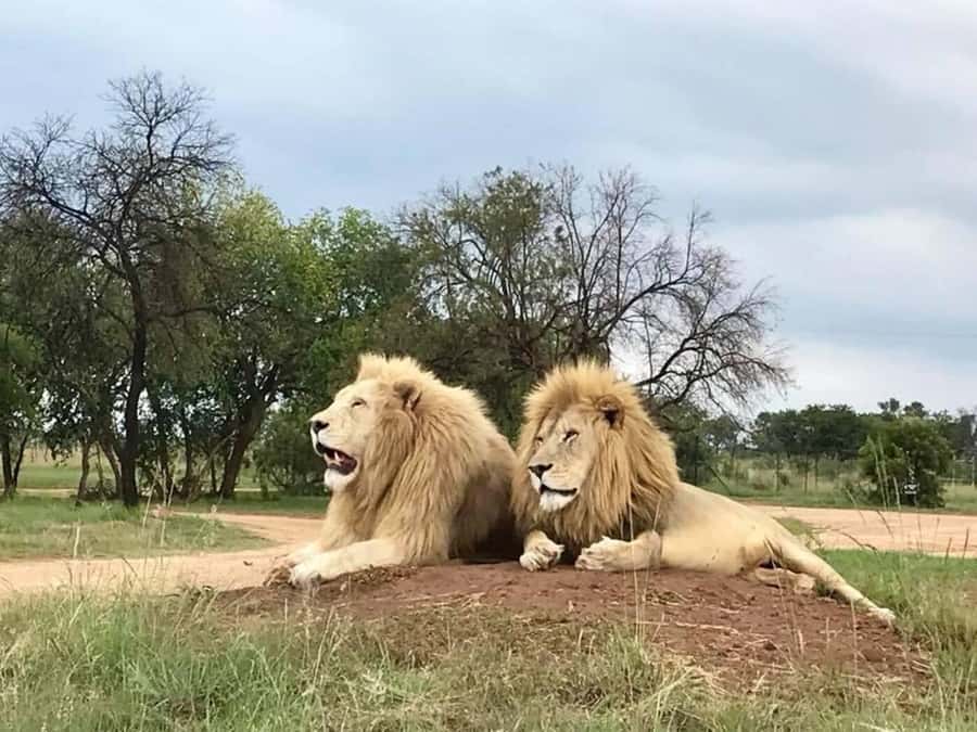 Lion Park Tour in Open Safari Vehicle - Who this tour is best for, and who might feel limited