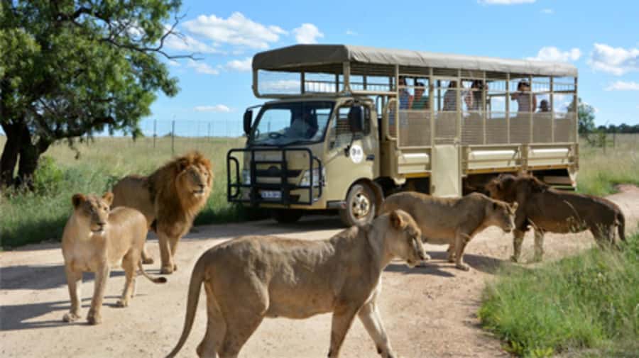 Lion Park Tour in Open Safari Vehicle - Should you book the Lion Park tour in an open safari vehicle?