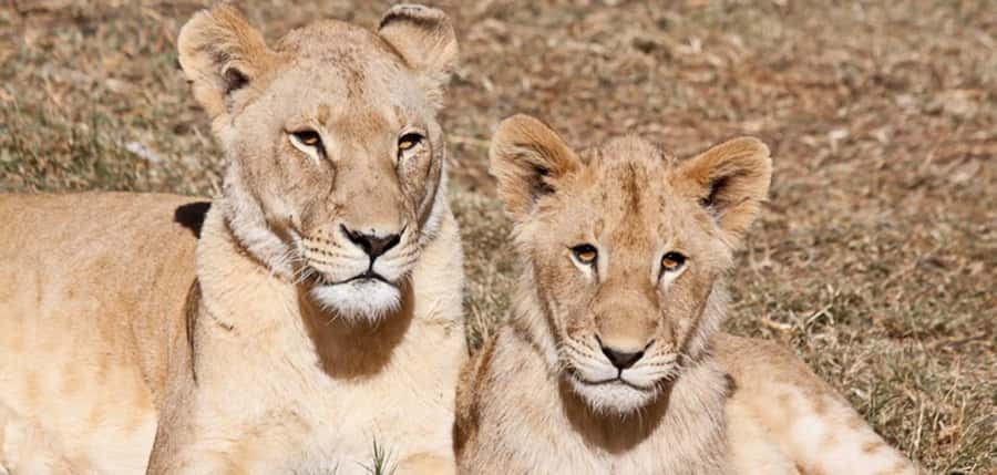 Lion Park Tour in Open Safari Vehicle - Lion & Safari Park in North West: conservation and rare White Lions