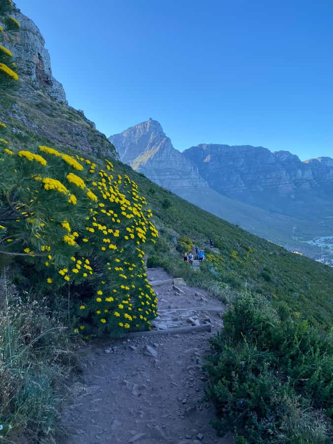 Lion's Head Hike: Cape Town - Sunrise or Sunset Hike - Who should book this Lion’s Head sunrise or sunset hike