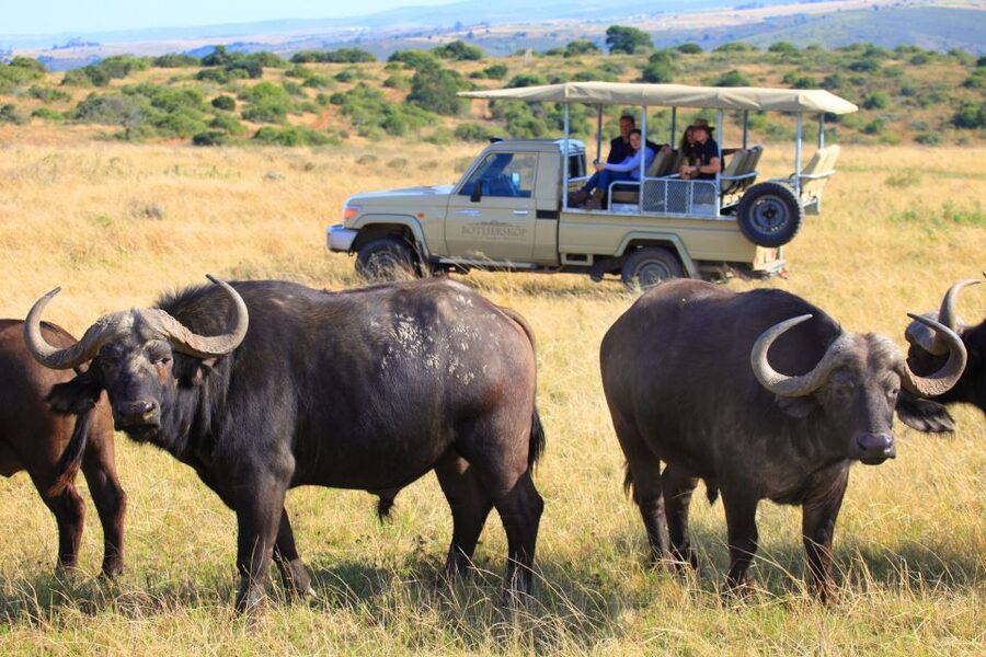 Little Brak River: Botlierskop Guided Game Drive - Key things that make this drive worth your time