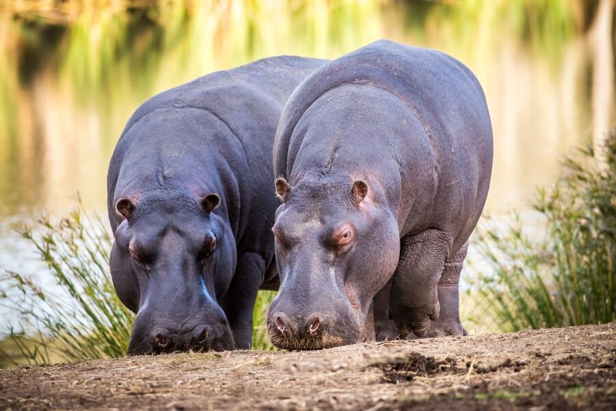 Little Brak River: Botlierskop Guided Game Drive - The heart of the day, a 3-hour guided open-vehicle game drive