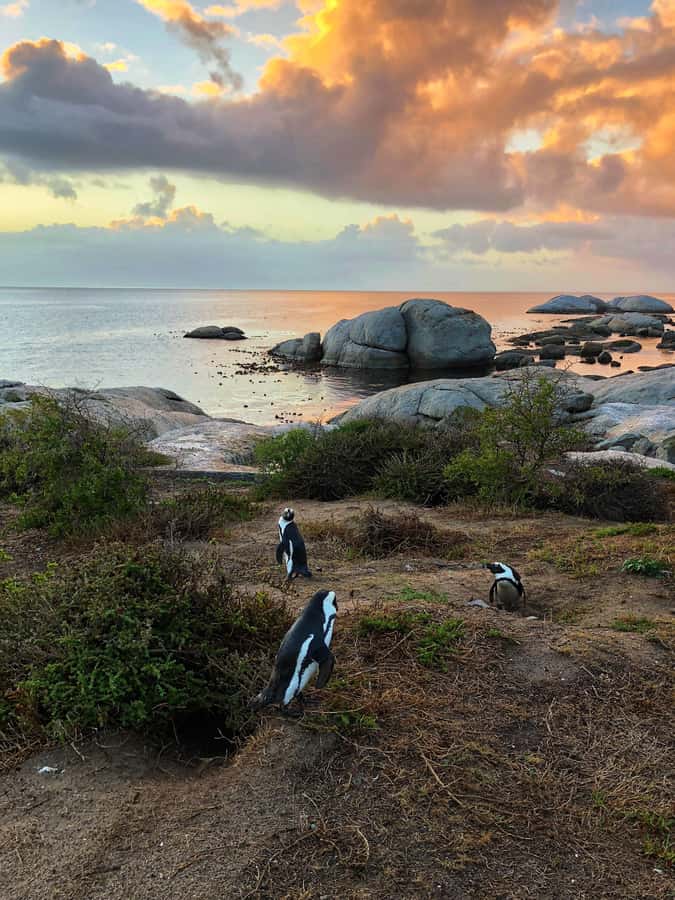 Luxury Cape of Good Hope & Penguin Tour - Chapman’s Peak Drive: the scenic famous stretch, without the chaos