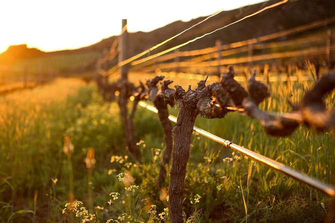 Luxury Wine Tour with Lunch - Franschhoek: old vineyards, Cape Dutch architecture, and a tasting with context