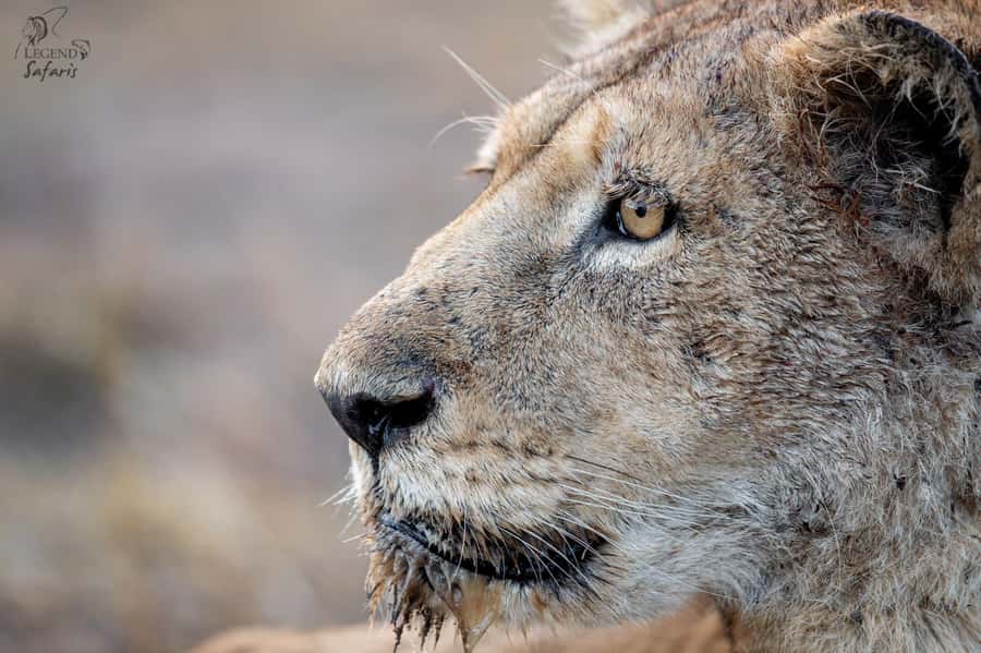 Malelane & Komatipoort: Kruger National Park Half-Day Safari - Your morning ride in a luxury open safari vehicle