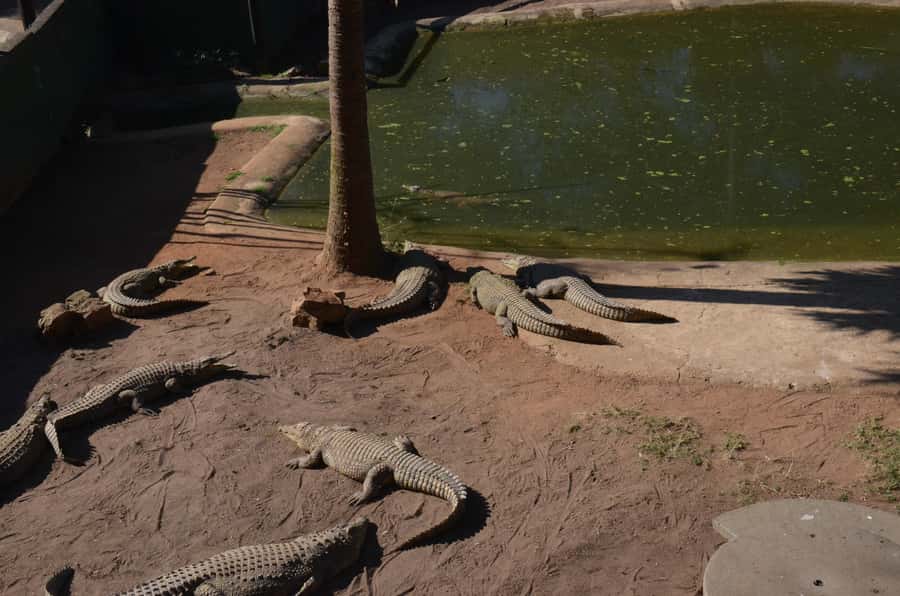 Mandela Capture Site Howick Falls & PheZulu Village Day Trip - Reptile Park: crocodiles and snakes with a real guide