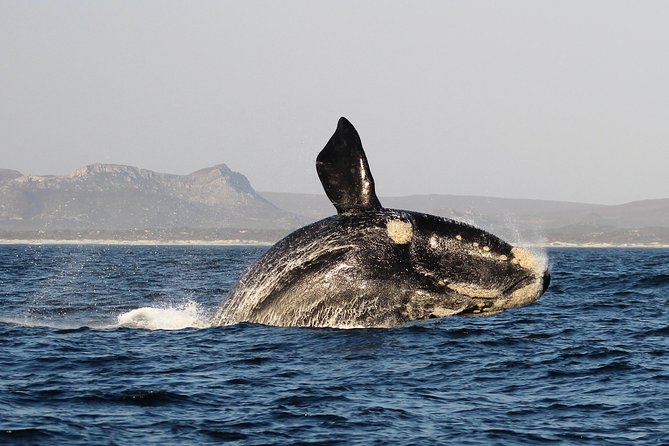 Marine Big 5 Safari: Self-Drive - The Dream Catcher boat ride: what to expect with a small group
