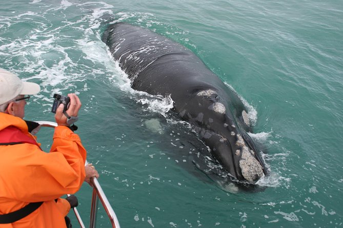 Marine Big 5 Safari with transport from Hermanus - Key things to know before you go