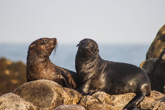 Marine Big 5 Safari with transport from Hermanus - Stop 3: African Penguin and Seabird Sanctuary (APSS) and why it matters