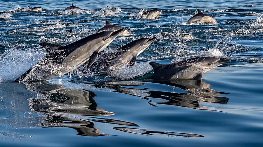Marine Eco Cruise and Half-Day Wine Route with Tastings - Key Things That Make This Tour Worth Your Time