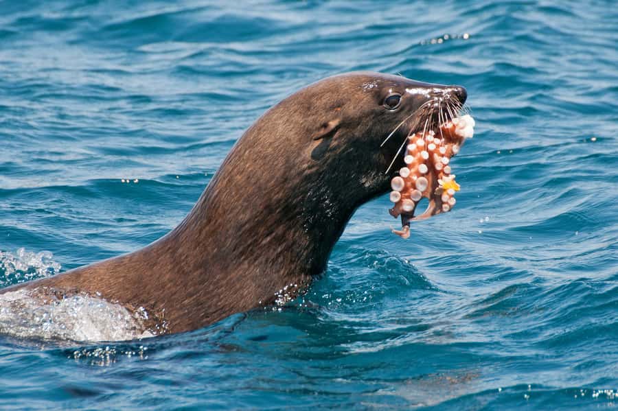 Marine Eco Cruise and Half-Day Wine Route with Tastings - Price and Logistics: What You’re Really Paying For
