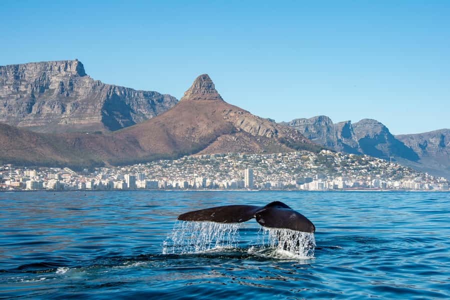 Marine Eco Cruise and Half-Day Wine Route with Tastings - Table Bay Boat Cruise: Dolphins, Seals, and Whale Chances