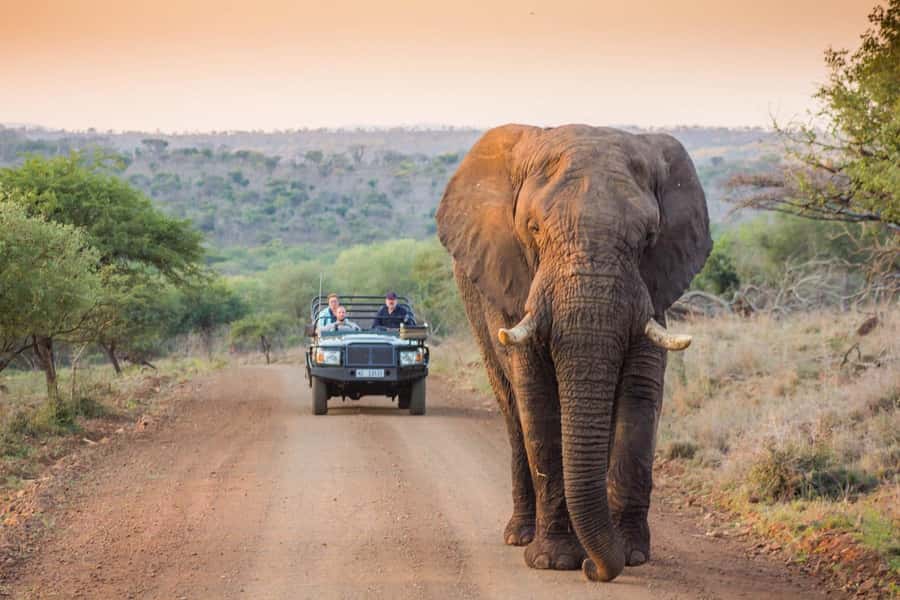 Marloth Park: Bush Braai Dinner & Game Drive in Kruger Park - The Bush Braai under the stars, what you actually get to eat