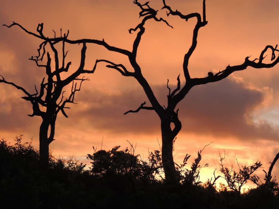Marloth Park: Kruger National Park Safari Game Drives - Why Kruger at sunrise feels like a different game