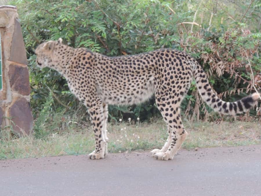 Marloth Park: Kruger National Park Safari Game Drives - The open safari vehicle: comfortable height, better scanning, real-world comfort