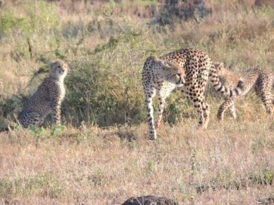 Marloth Park: Kruger National Park Safari Game Drives