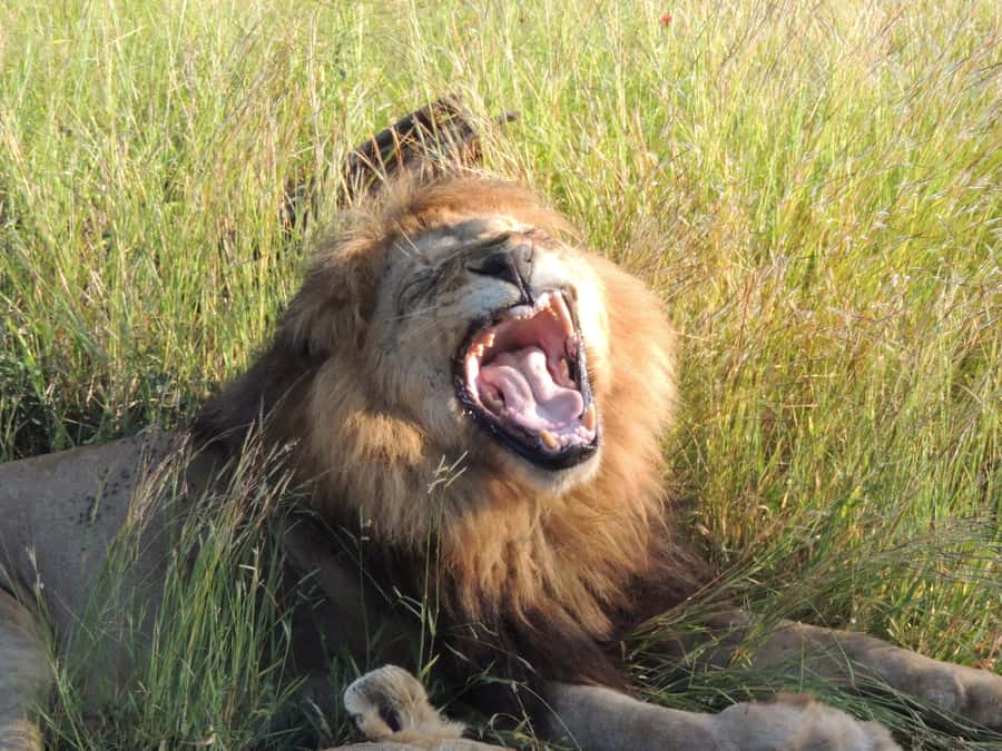 Marloth Park: Kruger National Park Safari Game Drives - The rhythm of the drive: 6 hours, breakfast timing, and what changes for full-day