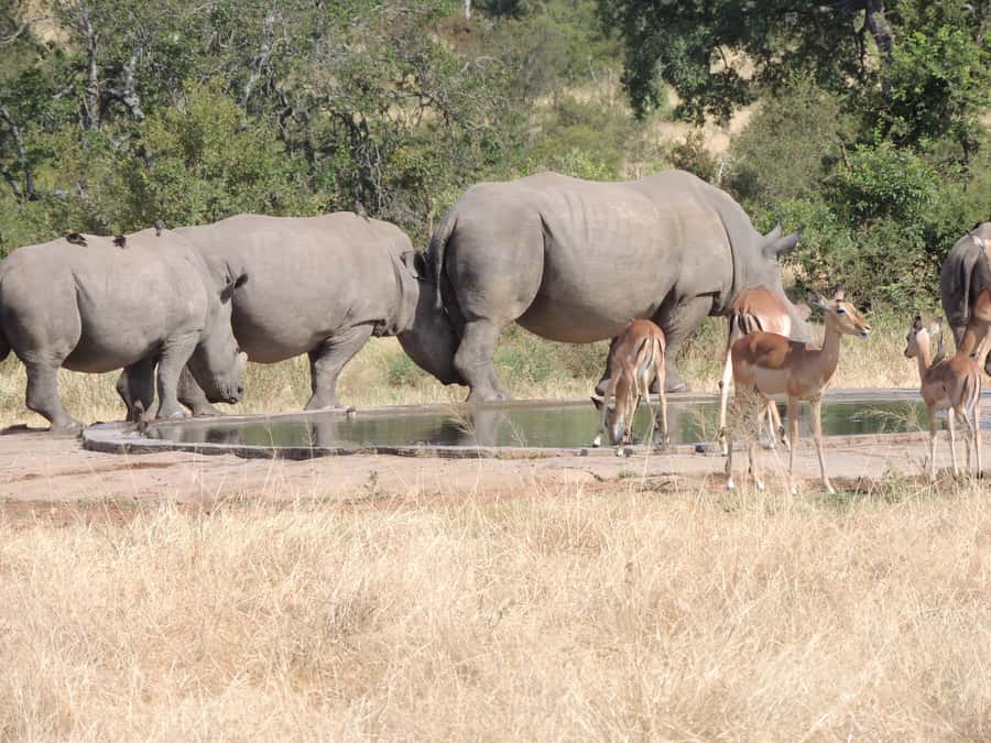 Marloth Park: Kruger National Park Safari Game Drives - Price and value: what $61 covers, and what you must budget