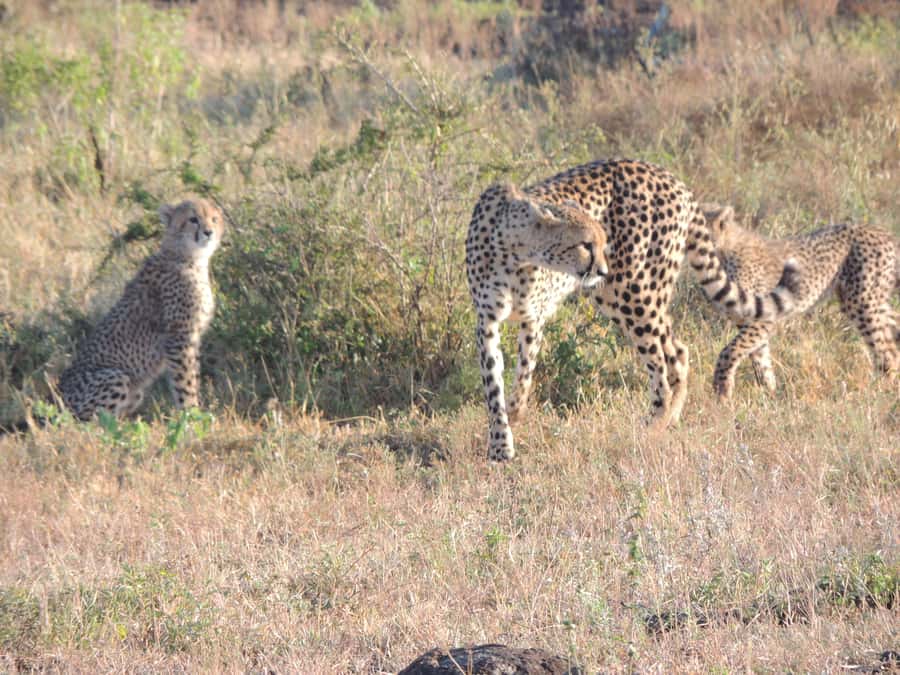 Marloth Park: Kruger National Park Safari Game Drives - From Marloth Park toward Crocodile Bridge gate: where the sightings improve