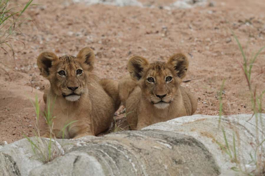 Moholoholo Rehabilitation Centre - Moholoholo Wildlife Rehabilitation Centre in Limpopo, and why it matters