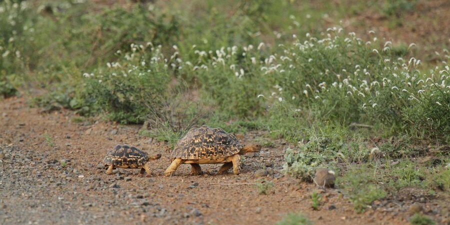 Moholoholo Rehabilitation Centre - Conservation education you can use later, not just on site