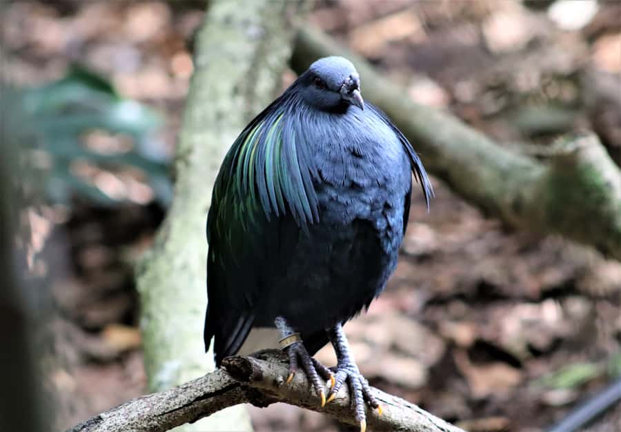 Monkeyland, Birds of Eden, Jukani - Animal Sanctuaries - Key highlights to plan around