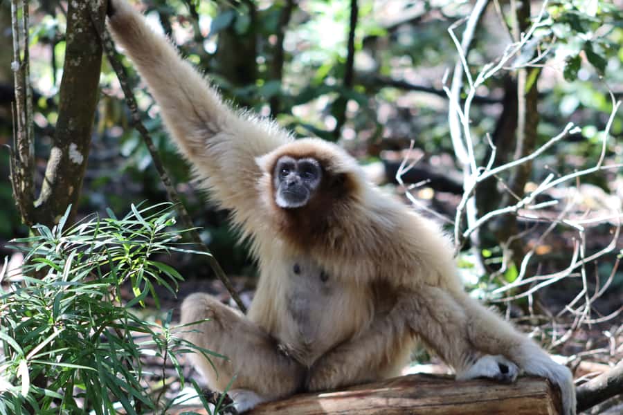 Monkeyland, Birds of Eden, Jukani - Animal Sanctuaries - FAQ