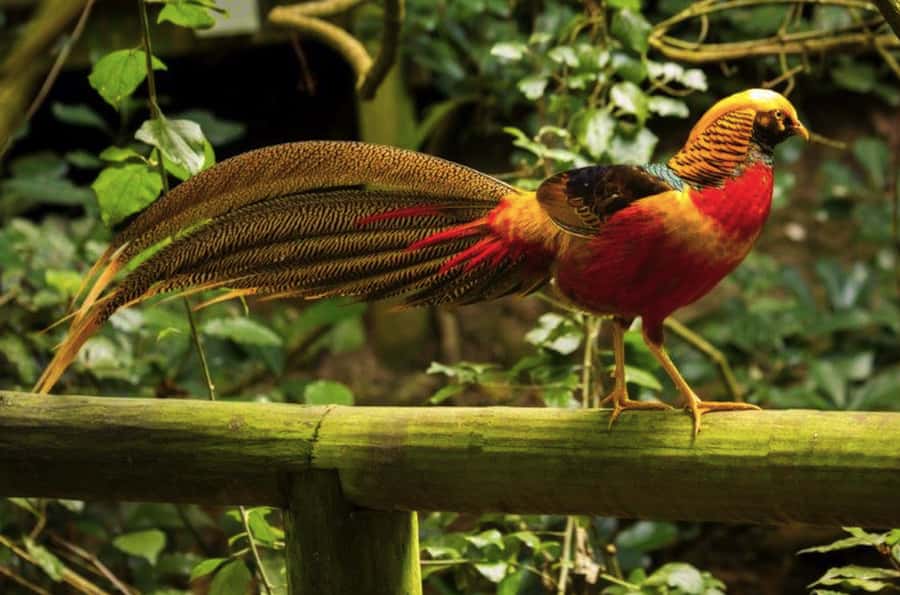 Monkeyland, Birds of Eden, Jukani - Animal Sanctuaries - How the 1 to 3 day options actually work