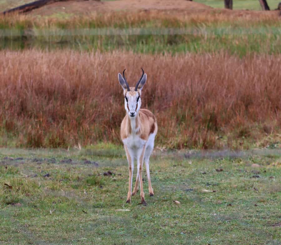 Monkeyland, Birds of Eden, Jukani - Animal Sanctuaries - Jukani Wildlife Sanctuary: rescued big cats and a 90-minute walking safari