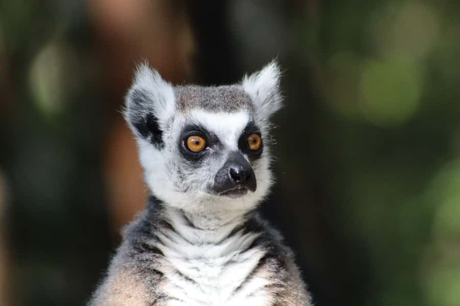 Monkeyland, Birds of Eden, Jukani - Animal Sanctuaries - Price and value: what $23 buys you, and how to save per sanctuary
