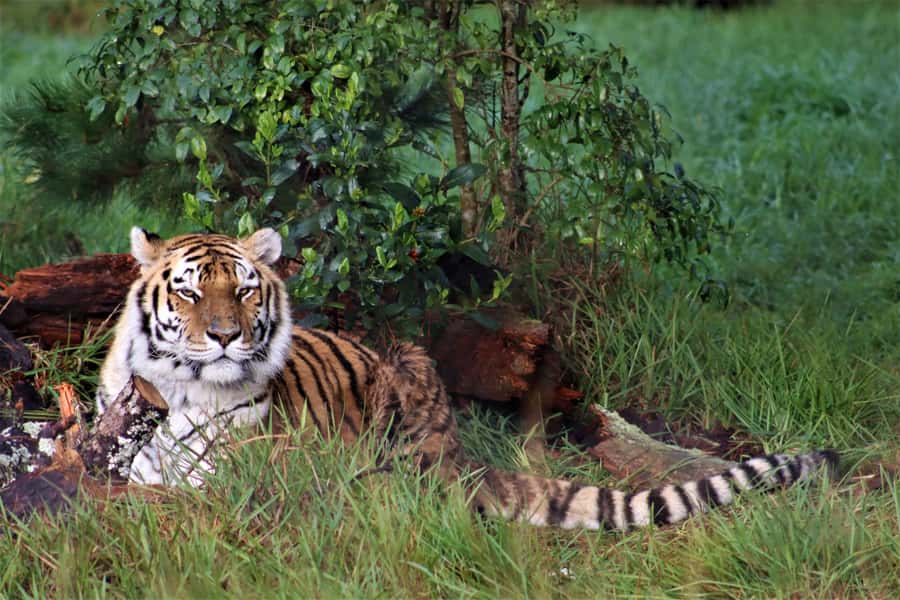 Monkeyland, Birds of Eden, Jukani - Animal Sanctuaries - Practical tips that make the day smoother