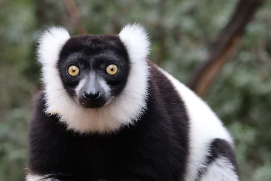 Monkeyland, Birds of Eden, Jukani - Animal Sanctuaries - What kind of traveler should book this