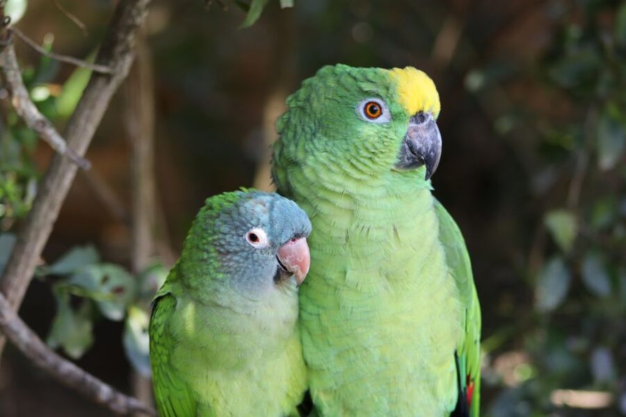 Monkeyland, Birds of Eden, Jukani - Animal Sanctuaries - Should you book Monkeyland, Birds of Eden, and Jukani?
