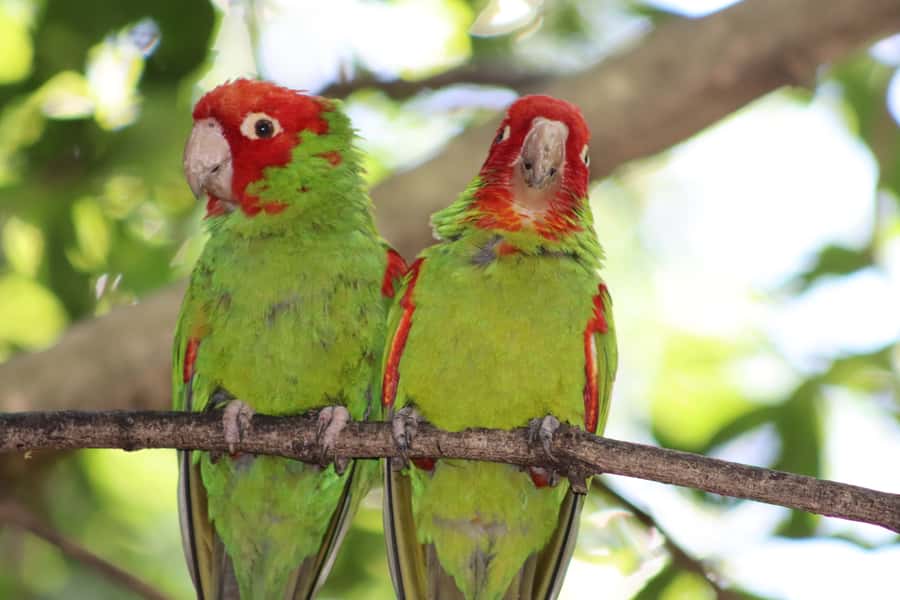 Monkeyland, Birds of Eden, Jukani - Animal Sanctuaries - Monkeyland: free-roaming primates and the 128-meter canopy bridge