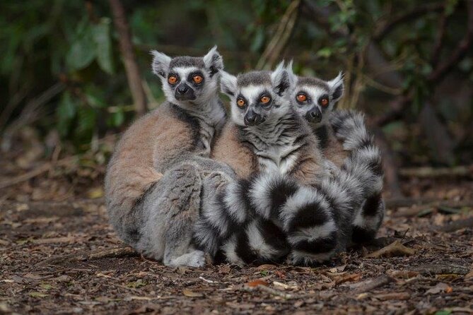 Monkeyland Guided Tour in Plettenberg Bay - Where Monkeyland fits near Plettenberg Bay