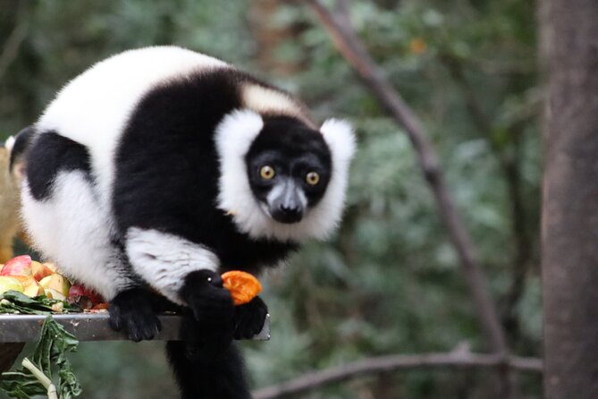 Monkeyland Guided Tour in Plettenberg Bay - Monkeyland Primate Sanctuary: the mission behind the walk