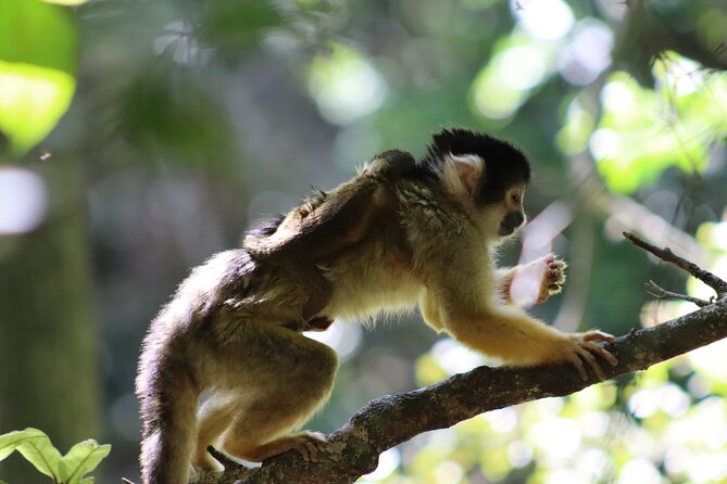 Monkeyland Guided Tour in Plettenberg Bay - Value for money: is $24.73 worth it?
