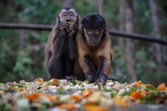 Monkeyland Guided Tour in Plettenberg Bay - Logistics that affect comfort (and how to plan for them)