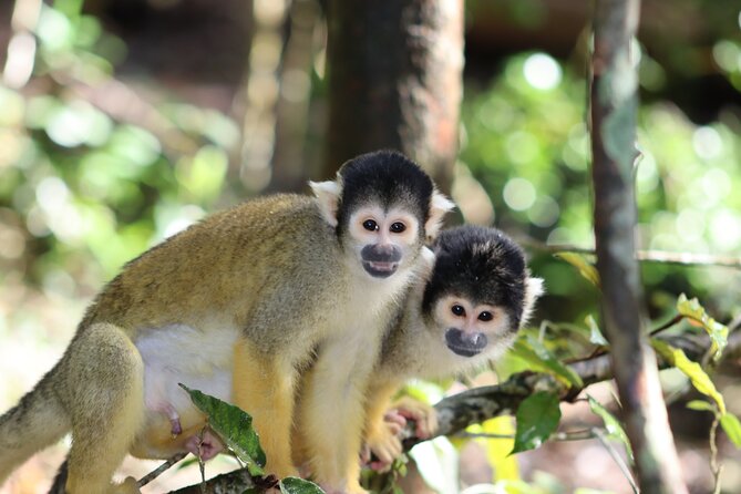 Monkeyland Guided Tour in Plettenberg Bay - Who this tour suits best