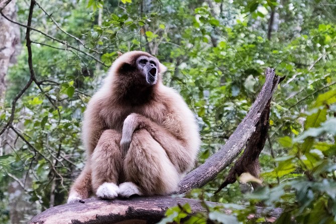 Monkeyland Guided Tour in Plettenberg Bay - Before you arrive: ticket, time slots, and the on-site screening