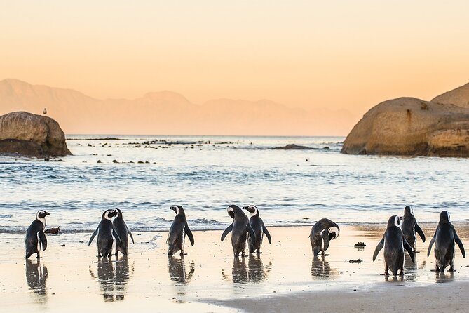 MUST DO: Boulders Beach & Cape Point Full Day Tour #1 Rated - Key things to know before you go