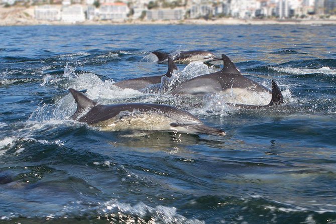 Ocean Wildlife Encounter in Cape Town - How the route works when the ocean calls the shots